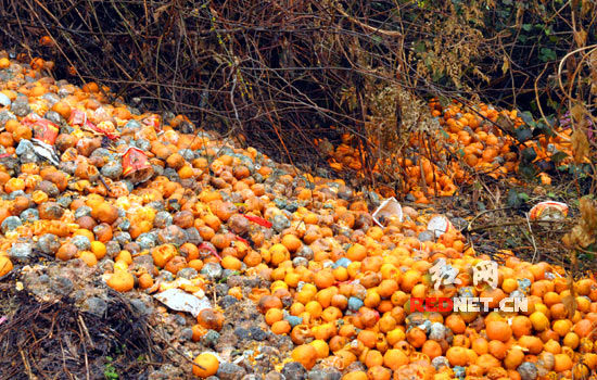 洞口蜜桔滞销老百姓大药房购买7万斤敬送老人