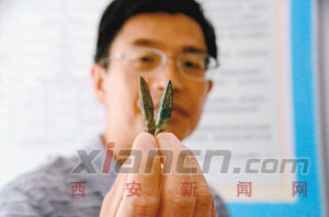 龙驹寨镇GDP_龙驹镇图片