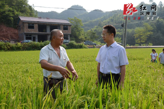 沅陵代县长龚琪深入官庄等乡镇指导抗旱救灾工作