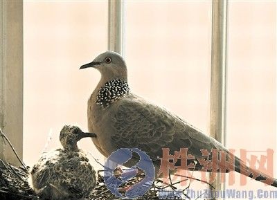 市民用鏡頭記錄斑鳩