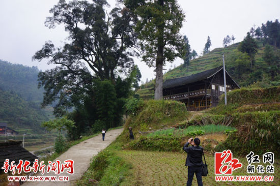 新化天门乡土坪村发现古树群