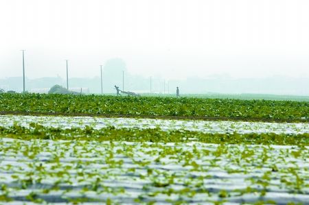 蒋雨龙 摄潼南县奋进广场记者 张路桥 摄潼南县县委书记辛国荣 记者