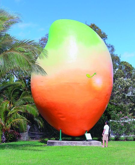 澳大利亚大芒果失踪