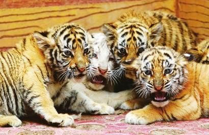 野生动物世界老虎家族频添喜