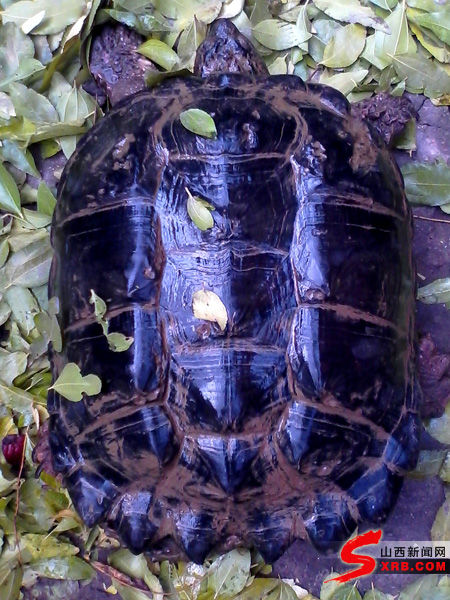 榆次垂钓者在水库捞到17斤重鳄龟个性凶猛喜欢攻击