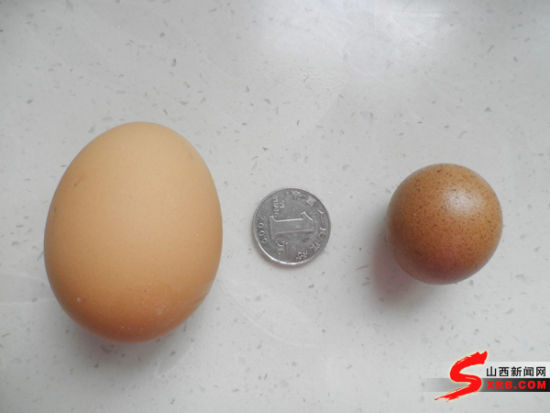 【奇闻】瞧,这颗鸡蛋形状,大小像乒乓球!_新浪新闻