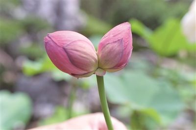 並蒂蓮,是指並排地長在同一根莖上的兩朵蓮花,文學作品常用來比喻恩愛