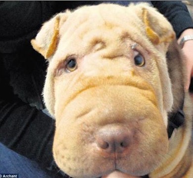 英国一沙皮狗经整容后眼睛突发变大(图)