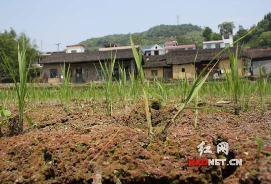 组图:泸溪县泥田村紧急安装电排引水灌田