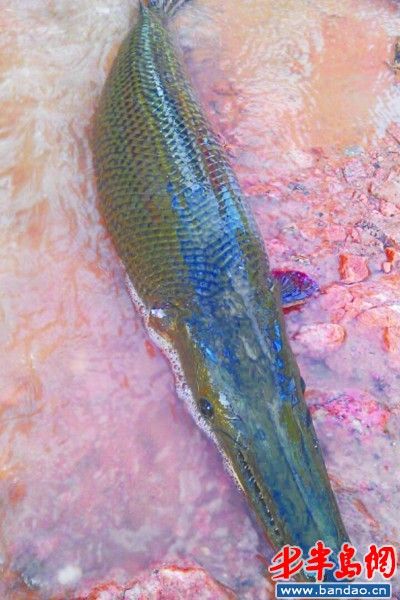 市民水库钓上条怪鱼体长近1米长着鳄鱼嘴图