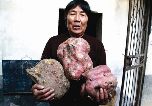 300多斤的红薯图片图片