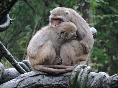 看台北动物园动物怎过冬 猕猴相互依偎取暖(图)