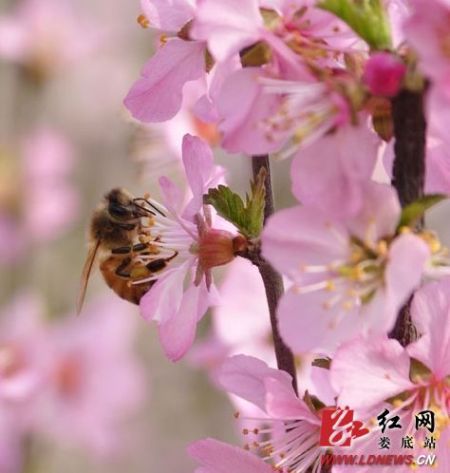 婁底:春意盎然 正是踏青賞花好時節(組圖)