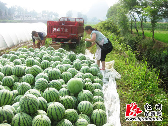 保靖陽朝鄉300畝牛奶西瓜喜獲豐收圖