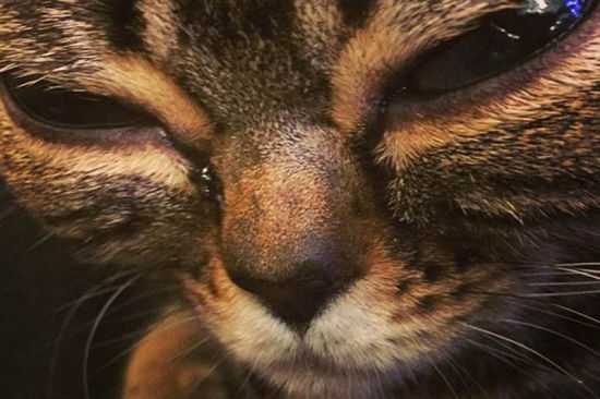 大眼猫网上走红 眼球外凸如外星来客(组图)