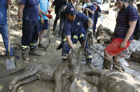 格鲁吉亚动物园遭洪水 落跑动物街头惨被射杀(组图)