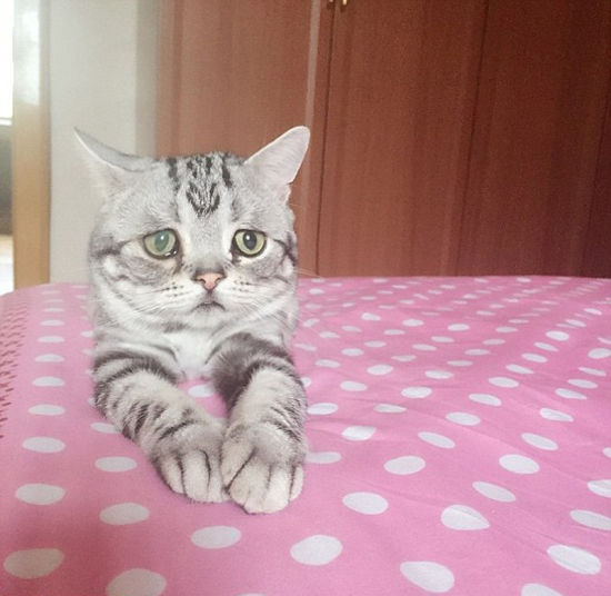 英媒:中国小猫可怜相融化人心 火爆社交网站(组图)