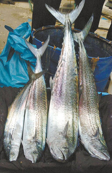 社会新闻 > 正文     中国宁波网讯 宁波人都知道,象山港马鲛鱼味道鲜