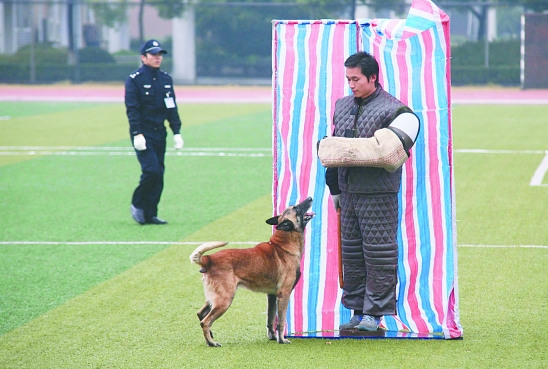 训练师揭秘警犬生活住豪华犬舍牺牲健康和性福