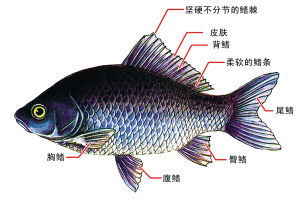 鱼鳍图片结构图图片
