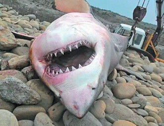 鲨鱼岸边搁浅死亡露血盆大口 民众直呼好恐怖