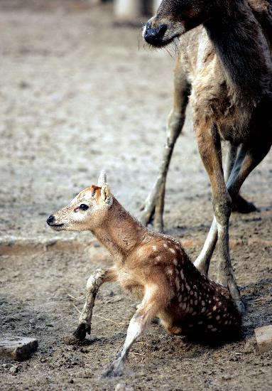 图文:#(社会)(2)人工授精繁育的小麋鹿在北京降生