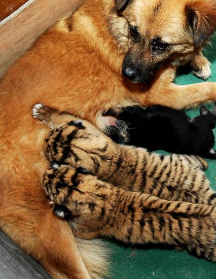 组图:狗奶妈哺乳虎宝宝