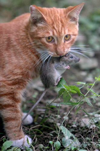 猫捉老鼠的场景图图片