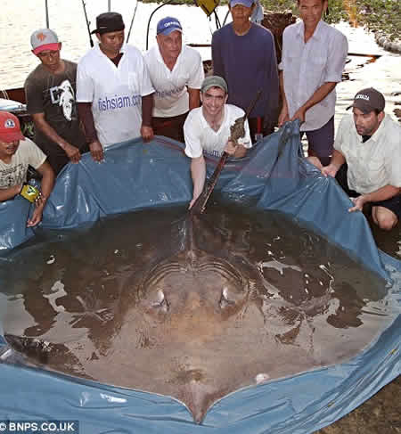 圖文:世界上被捕獲的最大黃貂魚