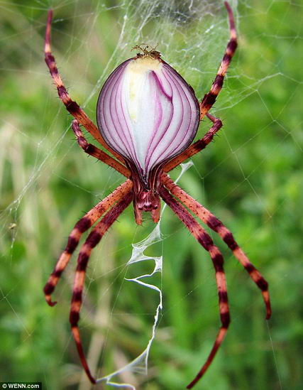 hanabunny蜘蛛图片
