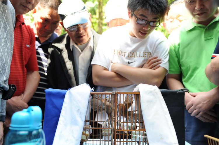 图文:黄腾斗鸟比赛吸引许多爱好者观战