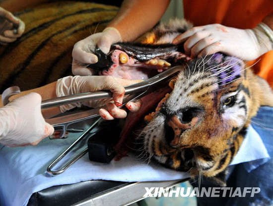 组图:兽医用钢钳为20岁孟加拉虎拔齿