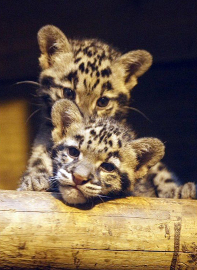 巴黎动物园2只珍稀小云豹首次与游人见面(组图)