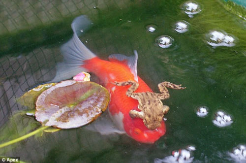 懒惰青蛙趴在金鱼背上游池塘图