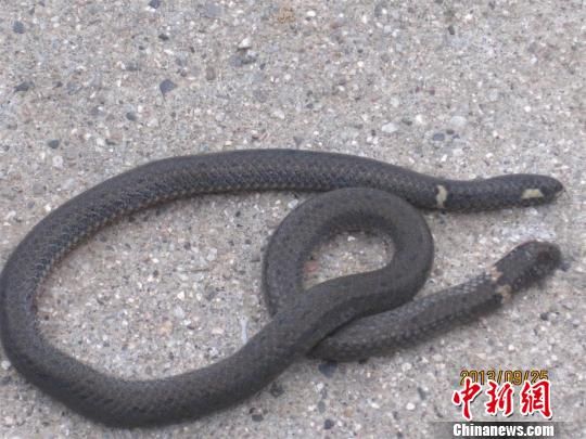 湖北宜昌发现双头蛇 首尾各一个头(图)