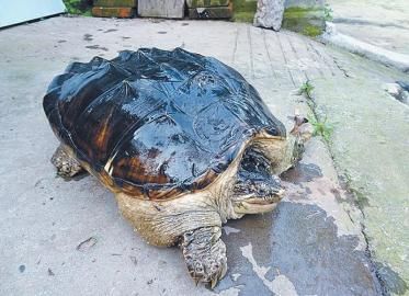 夫妇拾得20多斤重鳄鱼龟送动物园(图)