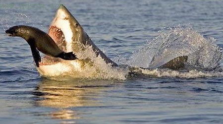 恶鲨入侵图片