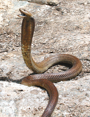 肯尼亚科学家们12月7日称,目前发现了一种巨大的喷毒眼镜蛇新品种
