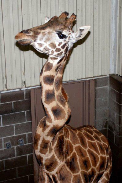 美国一家动物园近日在转运长颈鹿的过程中,不慎造成长颈鹿的脖子被