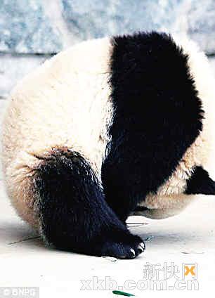 大熊猫梦中翻跟头动作标准令人捧腹大笑