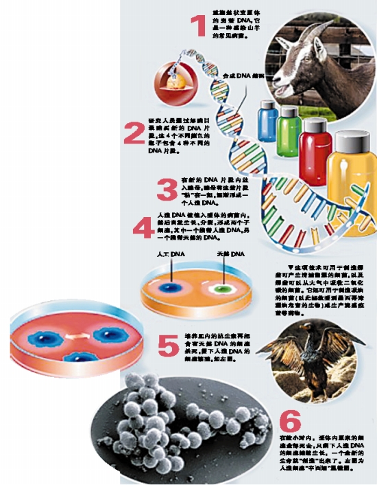 人造生命诞生过程