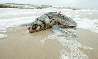 海面清污惨剧:"活烧海龟"