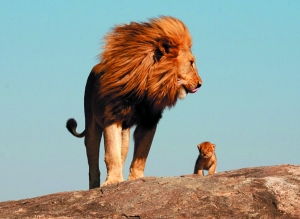 坦桑尼亚狮王深情凝视儿子,与《狮子王》惊人相似.