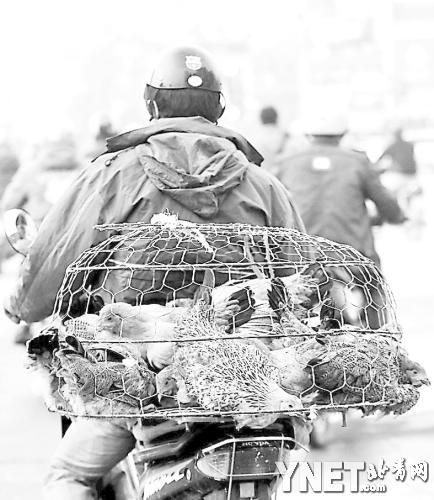 去年12月30日,一名男子騎著運載著裝有活雞雞籠的摩托車,穿行在越(1