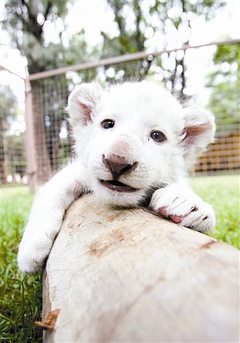 10月15日,一头刚满月的白狮幼崽在墨西哥莱昂动物园的围栏中玩耍.