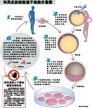 技术上离克隆婴儿更进一步