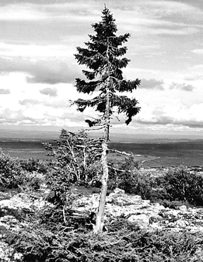 瑞典发现9500岁云杉