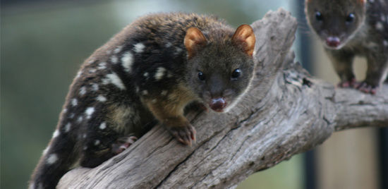 图为澳大利亚袋鼬鼠.