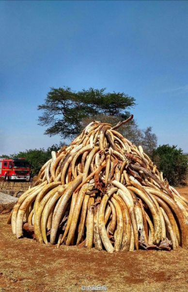 肯尼亚集中焚毁15吨象牙 黑市价值4000万美元