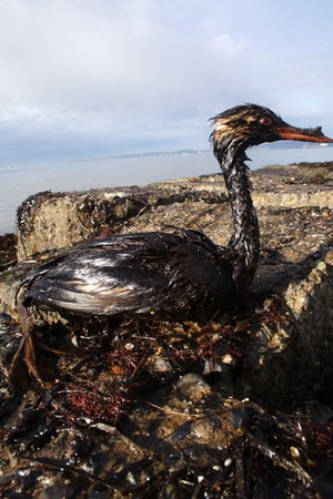 图文:黑海海滩上一只海鸟浑身沾满油污